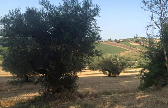 B&B Azienda Perconti - Foto 33