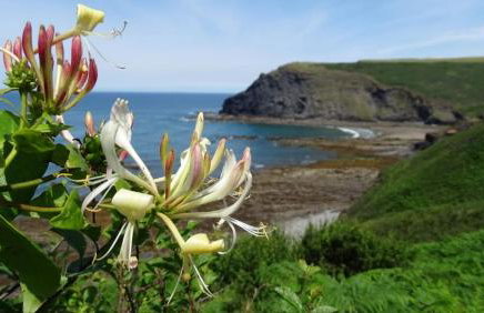 Chalet 18 Widemouth Bay Holiday Village - Foto 2