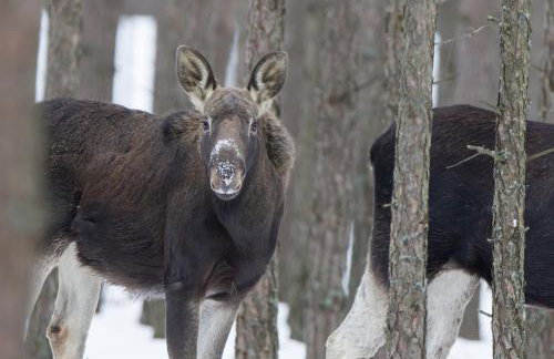 Żurawie gniazdo, elegancki zakątek w Puszczy Białowieskiej - Foto 41