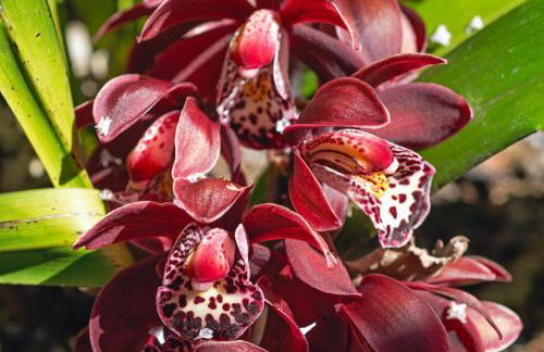 Chalé Flores e Amores - Photo 61