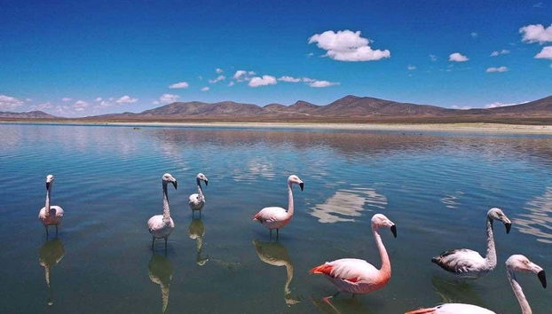 Flamants roses dans la Laguna Grande de Tajzara