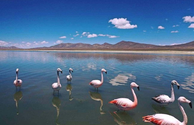 Excursión a la Reserva de Sama + Laguna Grande de Tajzara - Foto 6