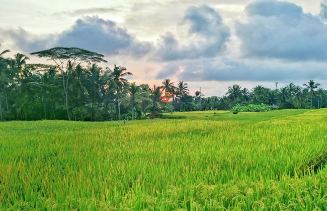 Mathura Ubud - Foto 30
