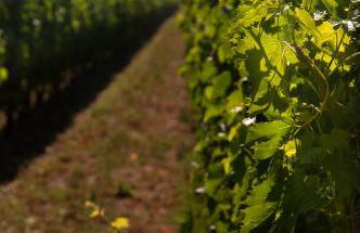 Agriturismo Quattro Pini - Foto 42