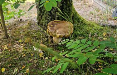 Wiele Żurawi - Foto 26