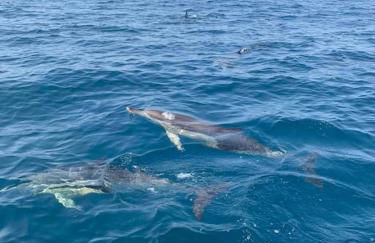 Alto das Vinhas Lovers - Sesimbra - Foto 23