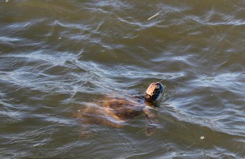 Beach Glass - Island Getaway - Foto 15