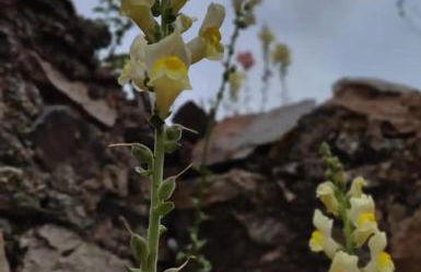 Monolocale con veranda e giardino a Rio Marina - Foto 41