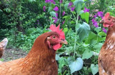 Pretty half-timbered cottage on romantic yard - Foto 24