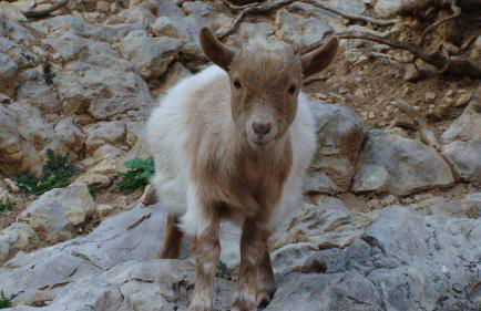 Hort de Mao - Photo 15