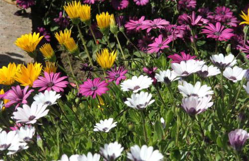 Villa Ginevra - Foto 12