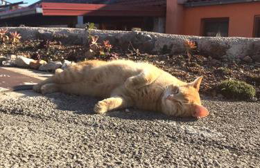 Apartman Sara - Foto 15