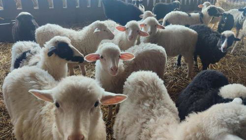 Cuile Casari - Foto 4