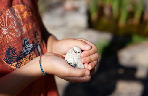 Les Oiseaux - Foto 13