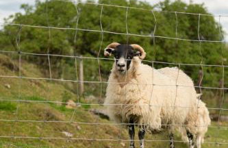 Countryside Farm Pod on Isle of Seil - A - Foto 21