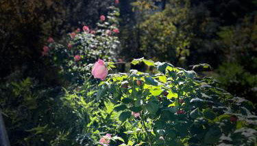 Δωμάτια Εξοχή-With fireplace and view to the sea - Foto 5