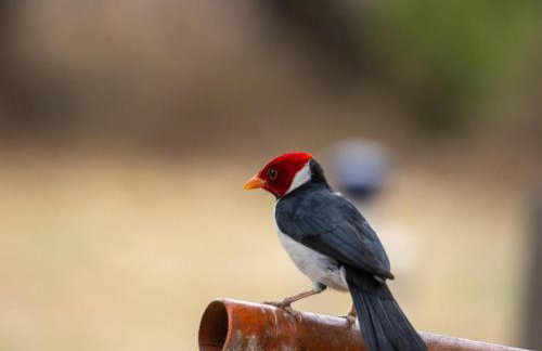 Barco Casa Pantanal Toca da Onça - Photo 60