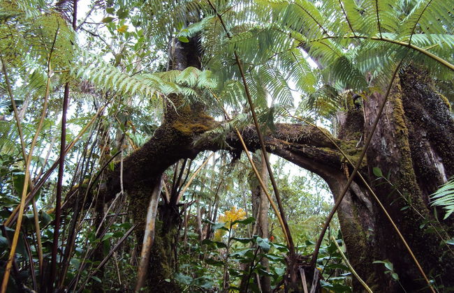 Volcano Rainforest Lodge - Foto 47