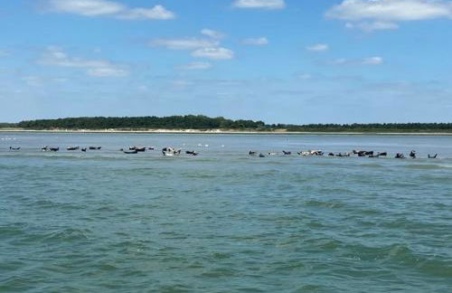 Les volets verts - Foto 26