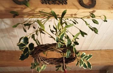 Smocze Ranczo 3 - Foto 41