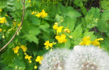 Ferienhof Meyer - Foto 67