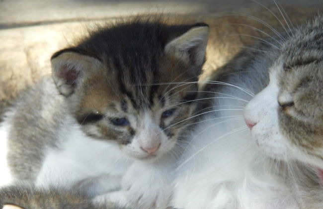 Agriturismo Le Baccane - Photo 58