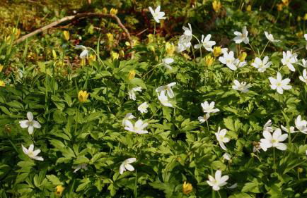 Cambrian Cottages - Charming Countryside Barn - Photo 145