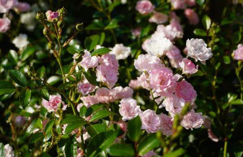 Przytulne Studio Borówkowy Zagajnik - Foto 37