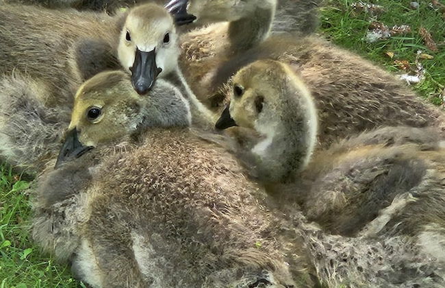 Beautiful 1-bed Cabin in Newmarket - Foto 4