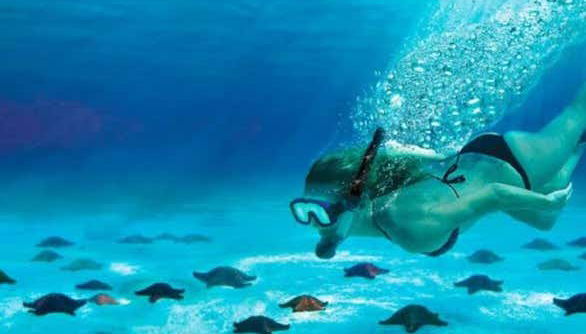 Explore Cozumel's underwater world