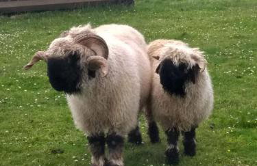 Fentrigan Manor Farm & Holiday Cottages - Foto 67