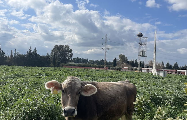 Dar Ichkeul - Foto 18