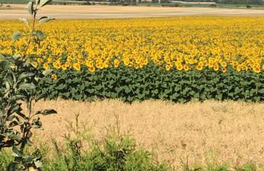 Brockenblick - Foto 22