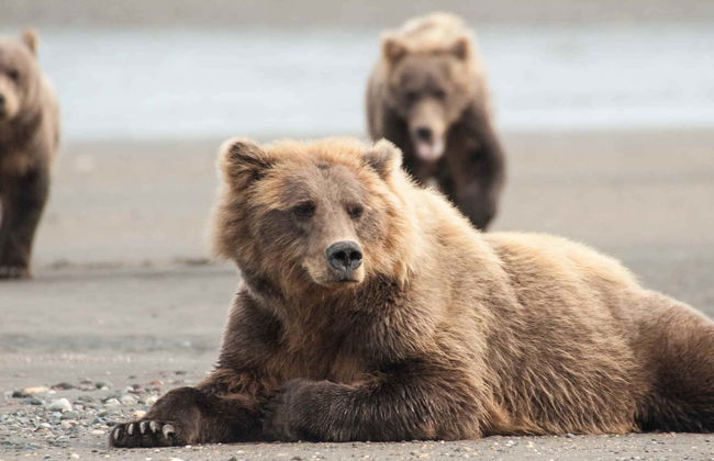 Grizzly Bear Spotting - Photo 6