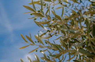 Villa Rural Avril - Foto 15