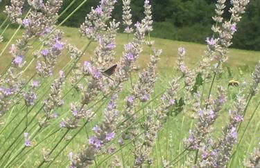 Villa Korum - Foto 29