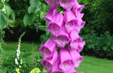 Hewletts Mill - Foto 41