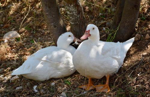 Il Borgo delle Pampare - Foto 74