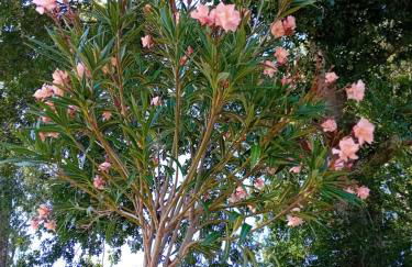 Maison neuve avec piscine chauffée, 4 kms de Contis plage - Foto 11