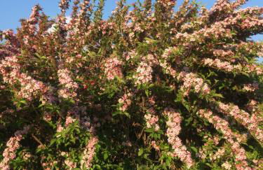 Paradiso sul lago - Foto 34