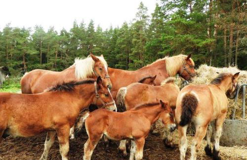 Mały Kaletnik - Foto 7