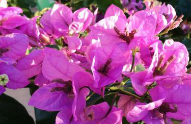 Apartman Mi - Foto 18