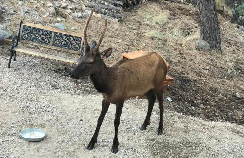 Gonzales Cozy Little Bear Cabin - Foto 38