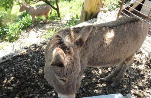 Società Agricola F.lli Angelucci - Foto 116