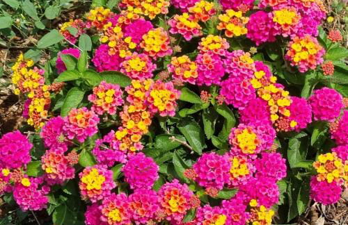 Villa Mios - Foto 77