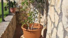 La Casetta - Foto 4, Garden, Garden view