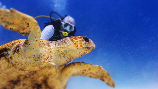 Alla scoperta della fauna marina