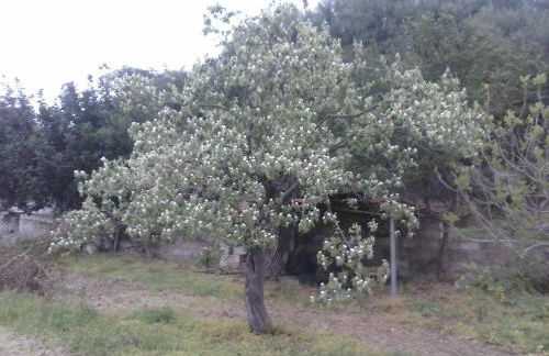 Agriturismo "PIRASTRERI" - Foto 11