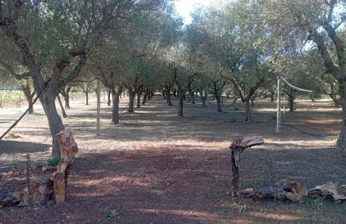 Tenuta L'uliveto - Foto 24