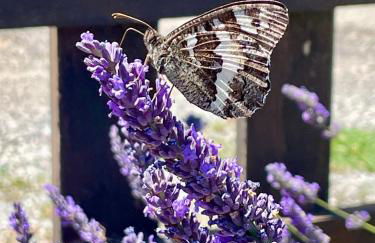 Gîte l’Inattendu - Foto 60